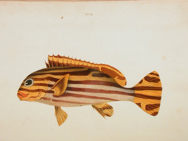 John Witchurch Bennett, A selection from the Most Remarkable and Interesting of the fishes found on the Coast of Ceylon.
1834