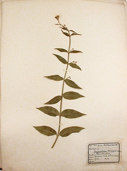Nat. Hist. UNKNOWN, Herbarium Stuttgart : Franz Salzberger.
1900