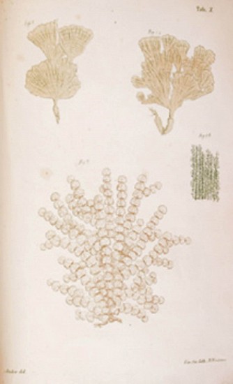 Joanni Zanardini, Plantarum In Mari Rubro Hucusque Collectarum Enumerato (Juvante A. Figari)
1858