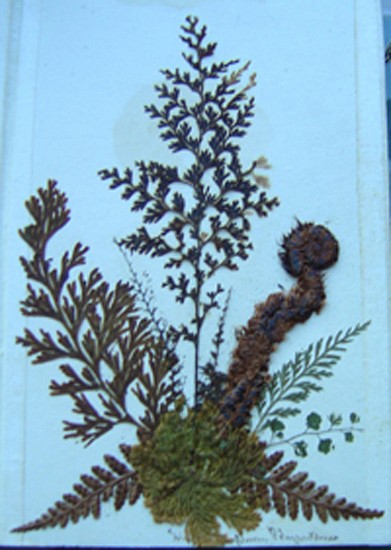 Nat. Hist. UNKNOWN, Ferns of New Zealand.
c1880s