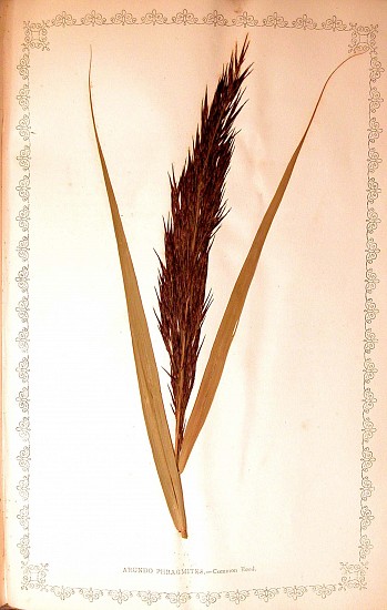 Frederick Hanham, Natural illustrations of the British grasses.
1846