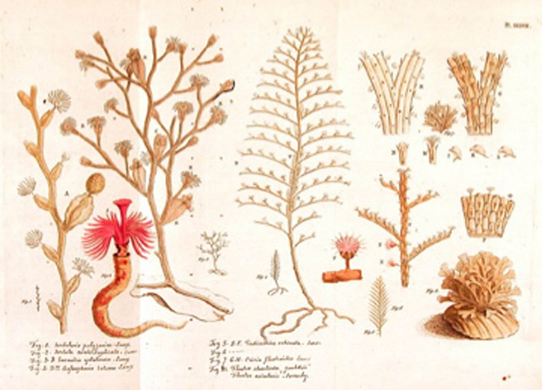 Jean Ellis, Essai sur l'histoire naturelle des corallines et dáutres productions marines du même genre, quón trouve communement sur les cotes de la Grande-Bretagne et dÍrlande;…
1756