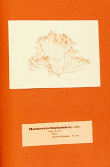 Dr. R. F. Hohenacher, Algae marinae siccatae. Eine Sammlung europäischer und ausländischer Meeralgen in getrockneten Exemplaren mit einem kurzen Texte versehen von Prof. Dr. Kützing.
1862