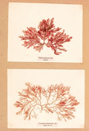 Sea-Weed, Treasures of the Deep or, Specimens of Scottish Sea-Weeds. natural Order, Algae
1847