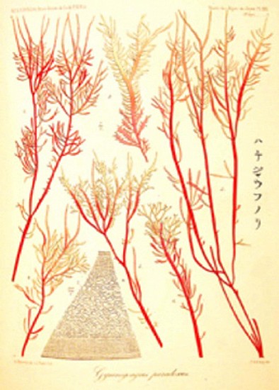 W. Suringar, Illustration des Algues du Japon
1872