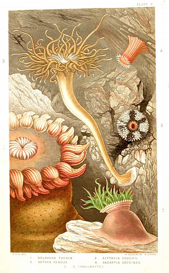 Philip Henry Gosse, A History of the British Sea Anemones and Corals.
1860