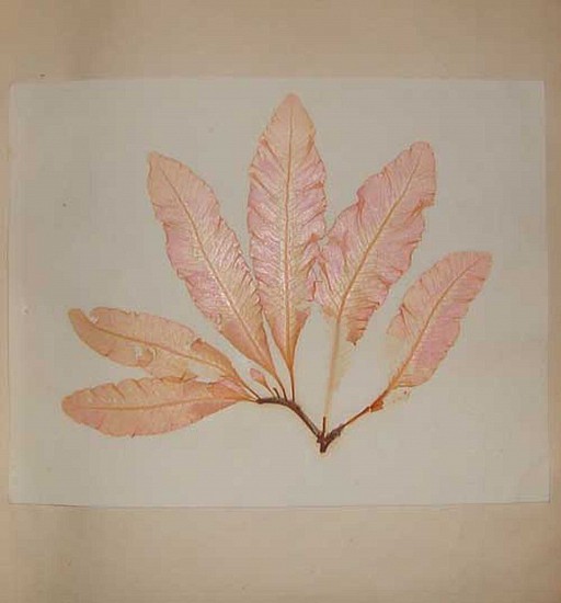 John John, Algarum Fasciculi:or, A collection of British Sea-Weeds
1855