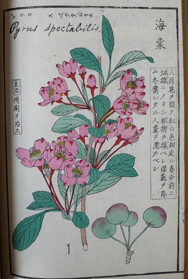 Yokusai Iinuma, Shintei Somoku Zusetsu [Illustrated Book of Plants, Revised]
1875