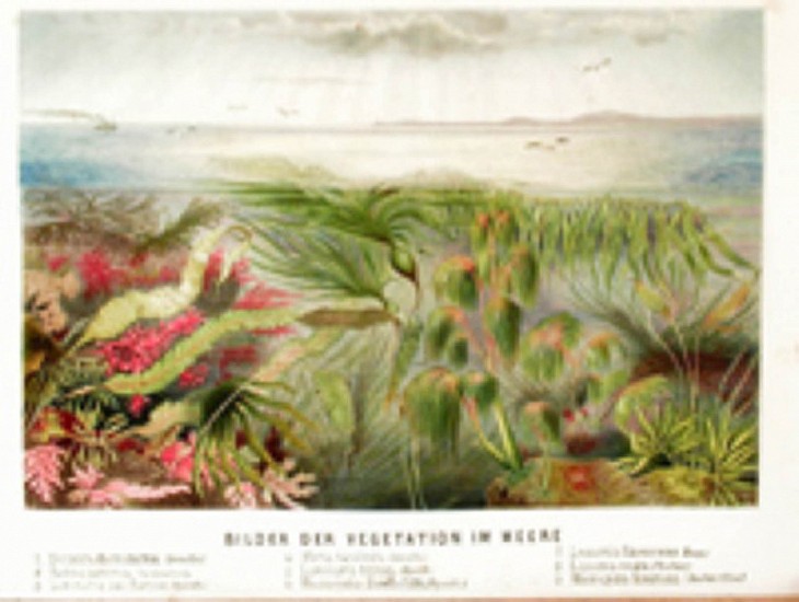 Schleiden, Das Meer
1869
