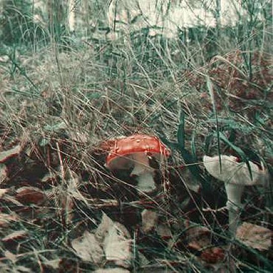 Carsten Holler, Mushroom
2004