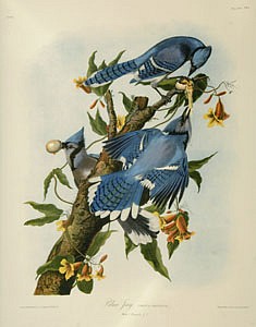 John James Audubon, The Birds of America, from Drawings Made in the US and their Territories
1840-1844