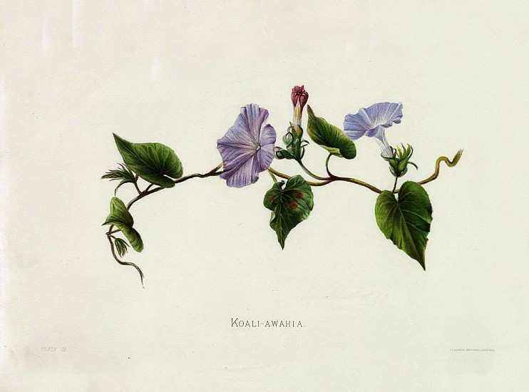 Isabella Sinclair, Indigenous Flowers of the Hawaiian Islands.
1885
