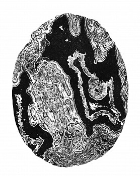 Agate Isotta poly I alt copy