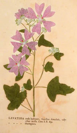Joh.Hiero Kniphof, Botanici in Originali Seu Herbarium Vivum.
1757 -64