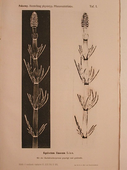 Alois Pokorny, Über die Anwendung der Buchdruckerpresse zur Darstellung physiotypischer Pflanzenabdrücke
1856