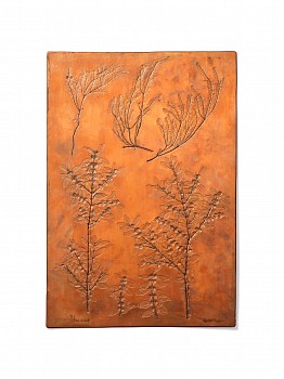 b057 ettingshausen pokorny a 310 x 450mm