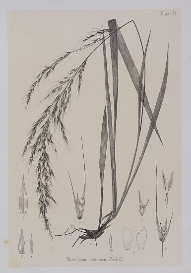 Buchanan, Manuel of Indigenous Grasses of New Zealand
1878