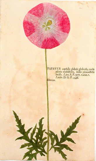 Joh.Hiero Kniphof, Botanici in Originali Seu Herbarium Vivum.
1757-64