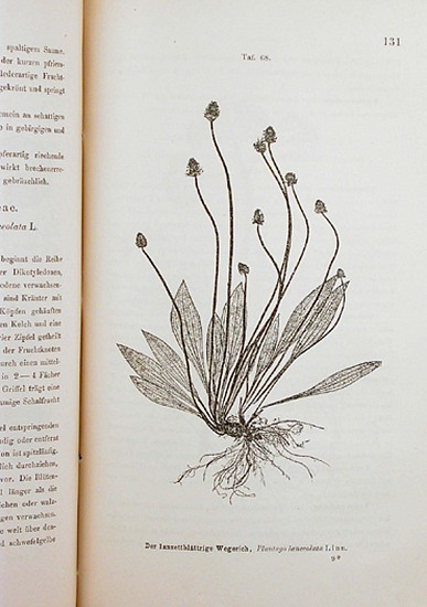 Constantin von Ettingshausen, Physiographie der Medicinal-Pflanzen nebst einem Clavis zur Bestimmung der Pflanzen mit besonderer Berücksichtigung der Nervation der Blätter.
1862