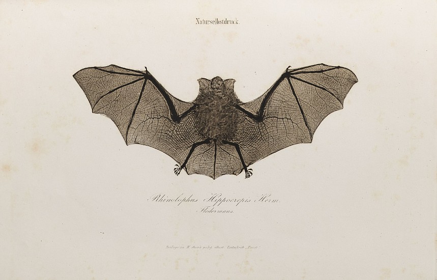 Alois Auer, Bat
1855